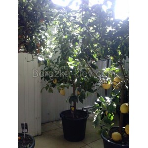 Лимон цитрусовое растение 1,9-2,0 метра АКЦИЯ!!!